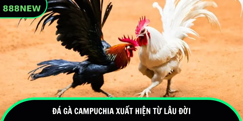 Đá gà Campuchia xuất hiện từ lâu đời